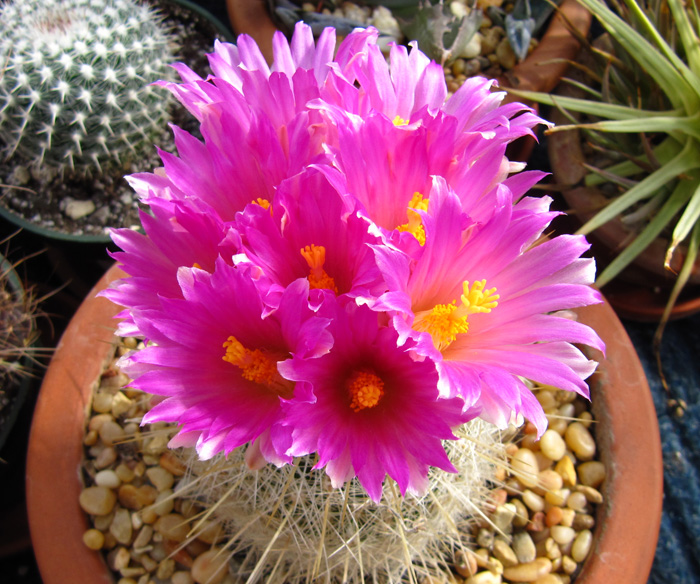 Thelocactus macdowellii in flower